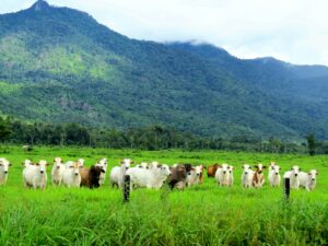 agricultura carne bovina