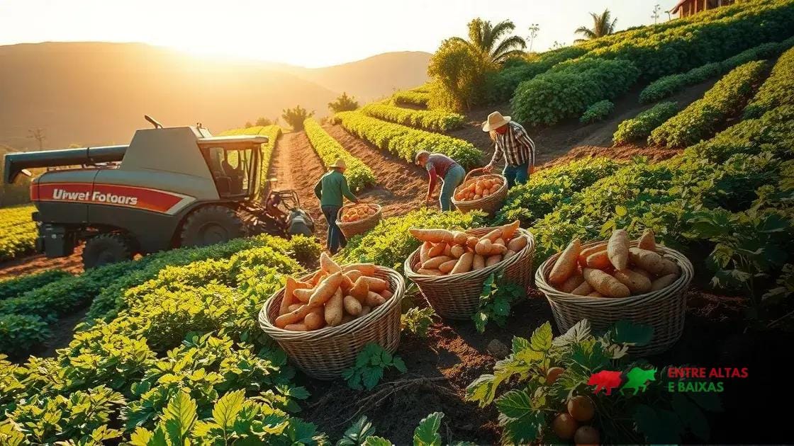 Produção de batata-doce no Brasil quase dobra em 15 anos com impulso do mercado fitness