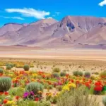 Flores Raras e Coloridas e o Deserto do Atacama: Um Fenômeno Único
