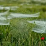 Produtor encontra pasto coberto com teias de aranha em Sandolândia (TO)