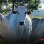 Brasil produz menos carne que os EUA