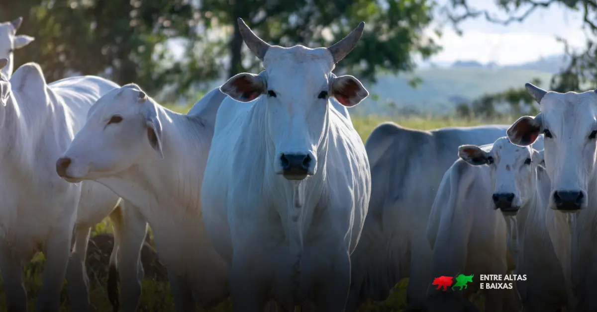 Brasil produz menos carne que os EUA